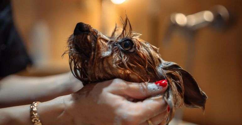 Natural Pet Shampoo